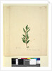 Page 251. Marsdenia suaveolens, c.1803-06 by John William Lewin
