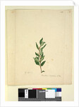 Page 251. Marsdenia suaveolens, c.1803-06 by John William Lewin