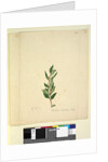Page 251. Marsdenia suaveolens, c.1803-06 by John William Lewin