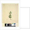 Page 251. Marsdenia suaveolens, c.1803-06 by John William Lewin