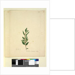 Page 251. Marsdenia suaveolens, c.1803-06 by John William Lewin