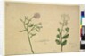 Page 253. Iberis umbellata; Hesperis sp., c.1803-06 by John William Lewin
