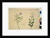 Page 253. Iberis umbellata; Hesperis sp., c.1803-06 by John William Lewin