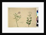 Page 253. Iberis umbellata; Hesperis sp., c.1803-06 by John William Lewin
