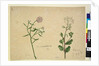 Page 253. Iberis umbellata; Hesperis sp., c.1803-06 by John William Lewin