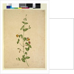 Page 254. Platylobium, c.1803-06 by John William Lewin