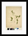 Page 256. Clematis glycinoides, c.1803-06 by John William Lewin