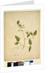 Page 256. Clematis glycinoides, c.1803-06 by John William Lewin