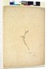 Page 257. Galium sp., c.1803-06 by John William Lewin
