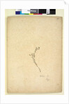 Page 257. Galium sp., c.1803-06 by John William Lewin