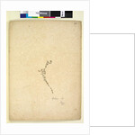 Page 257. Galium sp., c.1803-06 by John William Lewin