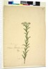 Page 259. Trachymene, c.1803-06 by John William Lewin