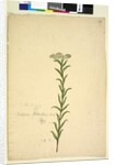Page 259. Trachymene, c.1803-06 by John William Lewin