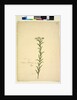Page 259. Trachymene, c.1803-06 by John William Lewin