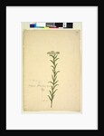 Page 259. Trachymene, c.1803-06 by John William Lewin