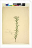Page 259. Trachymene, c.1803-06 by John William Lewin