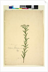 Page 259. Trachymene, c.1803-06 by John William Lewin