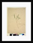 Page 260. Leucopogon margarodes, c.1803-06 by John William Lewin
