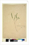 Page 260. Leucopogon margarodes, c.1803-06 by John William Lewin