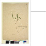 Page 260. Leucopogon margarodes, c.1803-06 by John William Lewin