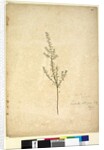 Page 261. Lissanthe strigosa, c.1803-06 by John William Lewin
