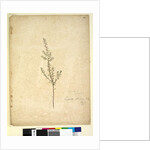 Page 261. Lissanthe strigosa, c.1803-06 by John William Lewin