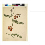 Page 262. Signed: I.W.L. 30 Nov. 1805, 1805 by John William Lewin