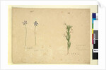 Page 265. Glossodia minor; 266. Ricinocarpus, c.1803-06 by John William Lewin
