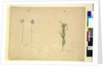 Page 265. Glossodia minor; 266. Ricinocarpus, c.1803-06 by John William Lewin
