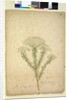 Page 268. Helichrysum diosmifolium/Ozothamnus diosmifolius, c.1803-06 by John William Lewin