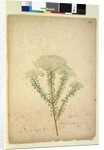 Page 268. Helichrysum diosmifolium/Ozothamnus diosmifolius, c.1803-06 by John William Lewin