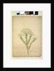 Page 268. Helichrysum diosmifolium/Ozothamnus diosmifolius, c.1803-06 by John William Lewin