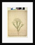 Page 268. Helichrysum diosmifolium/Ozothamnus diosmifolius, c.1803-06 by John William Lewin