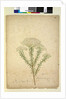 Page 268. Helichrysum diosmifolium/Ozothamnus diosmifolius, c.1803-06 by John William Lewin