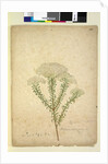 Page 268. Helichrysum diosmifolium/Ozothamnus diosmifolius, c.1803-06 by John William Lewin