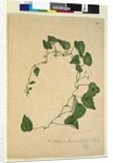 Page 270. Stephania hernandiaefolia, c.1803-06 by John William Lewin