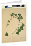 Page 270. Stephania hernandiaefolia, c.1803-06 by John William Lewin