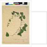 Page 270. Stephania hernandiaefolia, c.1803-06 by John William Lewin