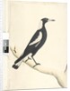 Page 6. Barita. above title in different hand May. Natural size Black, Backed Magpie Gymnorhina tibicen, 1791-92 by Unknown artist