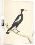 Page 6. Barita. above title in different hand May. Natural size Black, Backed Magpie Gymnorhina tibicen, 1791-92 by Unknown artist