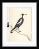 Page 6. Barita. above title in different hand May. Natural size Black, Backed Magpie Gymnorhina tibicen, 1791-92 by Unknown artist
