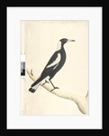 Page 6. Barita. above title in different hand May. Natural size Black, Backed Magpie Gymnorhina tibicen, 1791-92 by Unknown artist