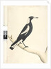Page 6. Barita. above title in different hand May. Natural size Black, Backed Magpie Gymnorhina tibicen, 1791-92 by Unknown artist