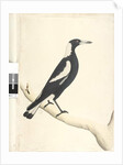 Page 6. Barita. above title in different hand May. Natural size Black, Backed Magpie Gymnorhina tibicen, 1791-92 by Unknown artist