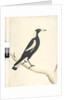 Page 6. Barita. above title in different hand May. Natural size Black, Backed Magpie Gymnorhina tibicen, 1791-92 by Unknown artist