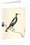 Page 6. Barita. above title in different hand May. Natural size Black, Backed Magpie Gymnorhina tibicen, 1791-92 by Unknown artist