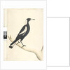 Page 6. Barita. above title in different hand May. Natural size Black, Backed Magpie Gymnorhina tibicen, 1791-92 by Unknown artist