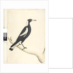 Page 6. Barita. above title in different hand May. Natural size Black, Backed Magpie Gymnorhina tibicen, 1791-92 by Unknown artist