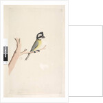 Page 11. Lanius by Unknown artist