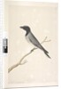 Page 14. Ceblephyris. above title in different hand August. Natural size Little Cuckoo, Shrike? Coracina robusta, 1791-92 by Unknown artist